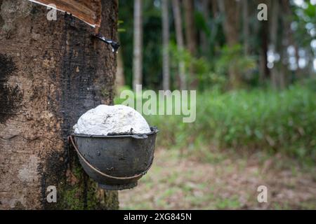 Abbildung: Extraktion von Naturkautschuk aus einem Baum mit Auffangschale in einem tropischen Waldgebiet. Stockfoto