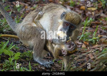 African Green Monkey und ihr Baby essen eine Banane Stockfoto