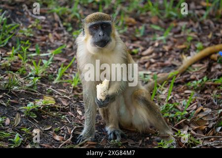 Afrikanischer Grüner Affe isst eine Banane Stockfoto