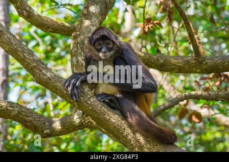Spider Monkey Stockfoto