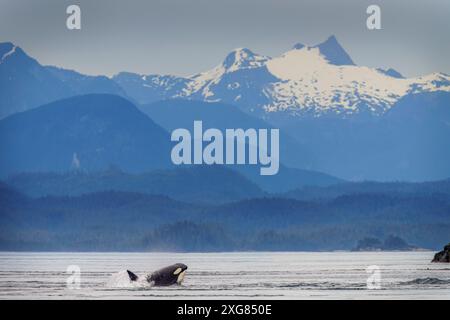 Ein Biggs-Orca-Wal (Killerwal, Orcinus Orca) jagt auf der Waynton Passage vor der atemberaubenden Landschaft rund um Mount Stevens A einen Sternenlöwen Stockfoto