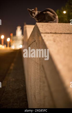 Eine streunende Katze sitzt nachts in Sevilla, Spanien, an einer Wand, vor einem verschwommenen Hintergrund der Lichter der Stadt und des Wahrzeichens Torre del Oro Stockfoto