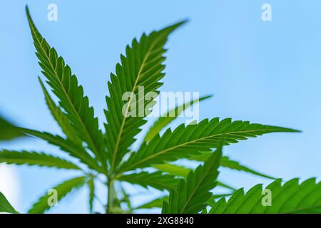 Grüne Cannabisblätter an einem sonnigen Tag vor einem hellblauen Himmel, was die natürliche Schönheit und das Wachstum hervorhebt. Stockfoto