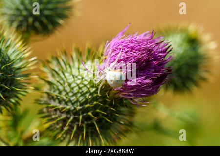 Gelbe Krabbenspinne, getarnt auf einer Blume, fängt Beute und zeigt räuberisches Verhalten in ihrem natürlichen Lebensraum Stockfoto
