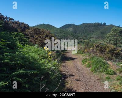 Wanderweg durch die üppige grüne Vegetation rund um den Gipfel Cruz de Gala in Teno, Teneriffa, Kanarischen Inseln, Spanien, Europa. Klares Blau Stockfoto