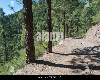 Wanderweg durch den üppig grünen kanarischen Kiefernwald rund um den Gipfel Cruz de Gala in Teno, Teneriffa, Kanarischen Inseln, Spanien, Europa Stockfoto