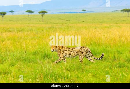 Männlicher Gepard, der in der Savanne läuft. Masai Mara Game Reserve, Kenia. Stockfoto