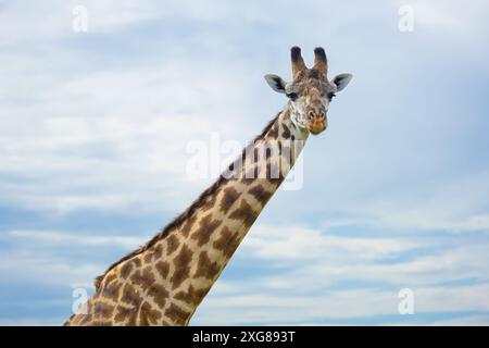 Masai Giraffe Nahaufnahme Porträt. Masai Mara Game Reserve, Kenia. Stockfoto
