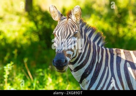 Plains Zebraporträt im Masai Mara Game Reserve, Kenia. Stockfoto