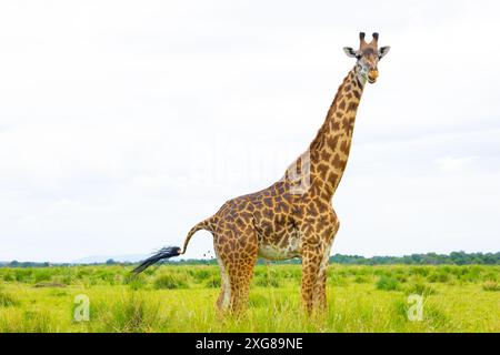 Weibliche Masai-Giraffe, die in der Savanne steht. Masai Mara Game Reserve, Kenia. Stockfoto