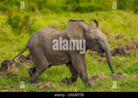 Junger afrikanischer Elefant läuft im Masai Mara Game Reserve, Kenia. Stockfoto