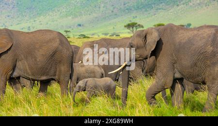 Ein Mann hörte von afrikanischen Elefanten, die mit einem Baby in seiner Mitte gehen. Masai Mara Game Reserve, Kenia. Stockfoto