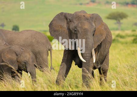 Afrikanische Elefantenkuh und Kalb weiden in der Savanne. Masai Mara Game Reserve, Kenia. Stockfoto