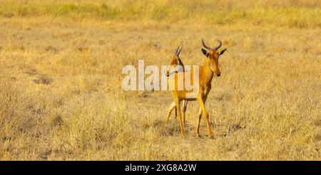 Ein Paar Topis steht in gelbem Gras. Ngoro Ngoro Krater, Tansania. Stockfoto