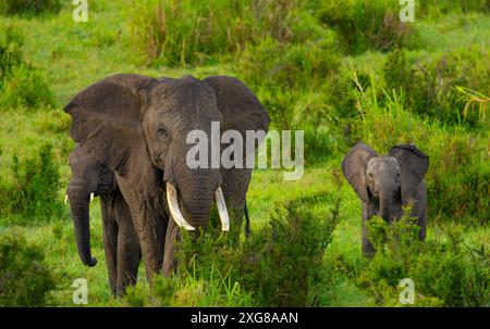 Luftaufnahme afrikanischer Savannenelefanten in Masai Mara Stockfoto