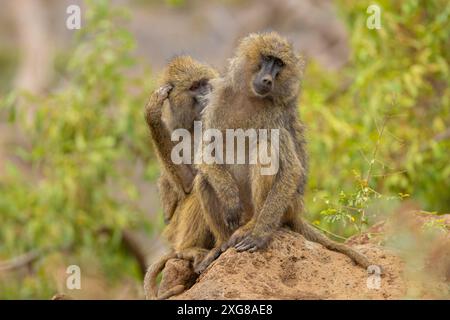 Männlicher Olivenpaan, der auf einem Felsen sitzt, mit einem anderen Pavian hinter ihm. Lake Manyara National Park, Tansania. Stockfoto