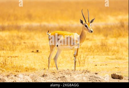 Grants Gazelle-Porträt. Ngoro Ngoro Krater, Tansania. Stockfoto