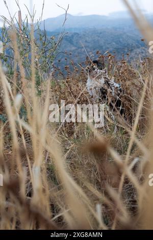 Katze in der Natur Stockfoto