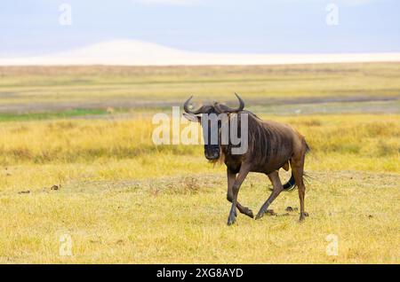 Einzelne Gnus wandern im Ngoro Ngoro-Krater in Tansania. Stockfoto