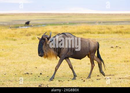 Einzelne Gnus wandern im Ngoro Ngoro-Krater in Tansania. Stockfoto