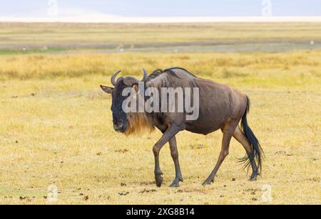 Einzelne Gnus wandern im Ngoro Ngoro-Krater in Tansania. Stockfoto