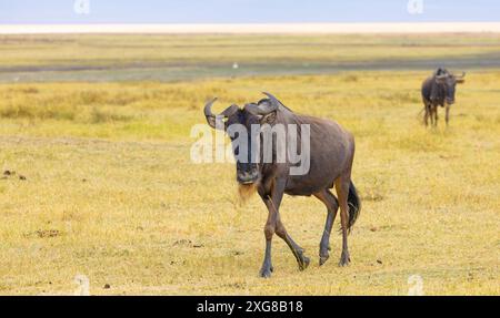 Einzelne Gnus wandern im Ngoro Ngoro-Krater in Tansania. Stockfoto