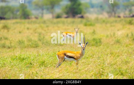 Männliche Thompson-Gazellen in Western Serengeti, Grumeti. Serengeti Nationalpark, Tansania. Stockfoto