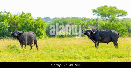 Cape oder afrikanische Büffelbullen, die in der Savanne stehen. WESTERN Serengeti, Grumeti. Serengeti Nationalpark, Tansania. Stockfoto