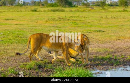 Zwei Löweninnen begrüßen einander an einem kleinen Wasserbecken. WESTERN Serengeti, Grumeti. Serengeti Nationalpark, Tansania. Stockfoto