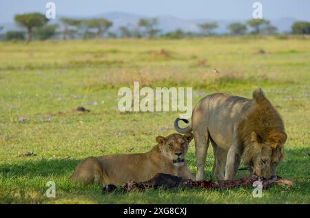 Löwe und Löwe teilen sich einen Gnus-Tod. WESTERN Serengeti, Grumeti. Serengeti Nationalpark, Tansania. Stockfoto