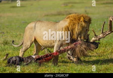 Männlicher Löwe, der ein Gnus-Kadaver an die schattige Stelle schleppt. WESTERN Serengeti, Grumeti. Serengeti Nationalpark, Tansania. Stockfoto