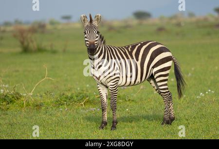 Einsames Zebra in einer üppig grünen Savanne. WESTERN Serengeti, Grumeti. Serengeti Nationalpark, Tansania. Stockfoto