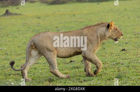 Junger männlicher Löwe, der in der Savanne spaziert. WESTERN Serengeti, Grumeti. Serengeti Nationalpark, Tansania. Stockfoto