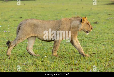 Junger männlicher Löwe, der in der Savanne spaziert. WESTERN Serengeti, Grumeti. Serengeti Nationalpark, Tansania. Stockfoto