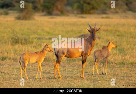 Topi Antilopen und Kälber in Western Serengeti, Grumeti Gebiet. Serengeti Nationalpark, Tansania. Stockfoto