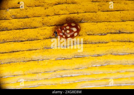 Calvia quatuordecimguttata Familie Coccinellidae Gattung Calvia Creme-Spot Marienkäfer wilde Natur Insektenfotografie, Bild, Tapete Stockfoto