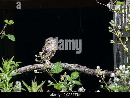 Der direkte Blick auf eine süße kleine Eule ( Athene noctua). Hervorgehoben von der Sonne vor dem dunklen Hintergrund einer Scheune, eingerahmt von Brombeeren. Kent, Großbritannien Stockfoto