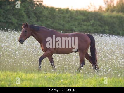 Ein natürliches Leben. Ein wunderschönes Buchtelpferd, das durch ein Feld von wunderschönen Oxeye-Gänseblümchen und Wildblumen wandert. Suffolk Uk Stockfoto