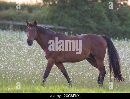 Ein natürliches Leben. Ein wunderschönes Lorbeer-Warmblutpferd tauchte auf einem Feld mit wunderschönen Oxeye-Gänseblümchen und Wildblumen auf. Suffolk Uk Stockfoto