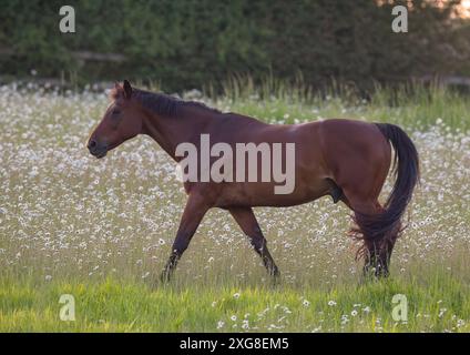 Ein Pferd auf Gras. Ein wunderschönes Warmblut-Bay-Pferd, das im Sommer durch ein Feld von Oxeye-Gänseblümchen und Wildblumen wandert. Suffolk Uk Stockfoto