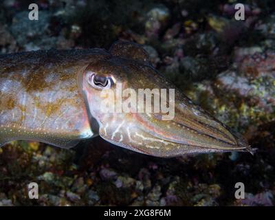 Ein Tintenfisch unter Wasser (Sepia officinalis, Europäischer Tintenfisch), Mittelmeer, Naturszene, Spanien Stockfoto