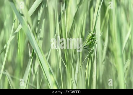 Ein einfarbiges Bild eines grünen Grashüpfers, der sich in grünem Gras tarnt, weiches Hellgrün Stockfoto
