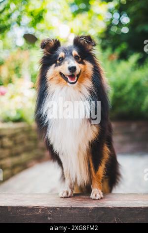 Shetland Sheepdog (Sheltie) Stockfoto