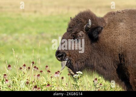 Ein Bison leckt mit seiner Zunge eine lila Konerblume. Wildblumen und grüne Felder füllen den Hintergrund. Stockfoto