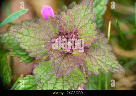 Lamium maculatum Familie Lamiaceae Gattung Lamium gefleckte tote Brennnessel gefleckter Hähnchen Purpurdrache wilde Natur Pflanzenfotografie, Bild, Tapete Stockfoto