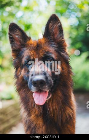 Gesattelter Deutscher Schäferhund Stockfoto