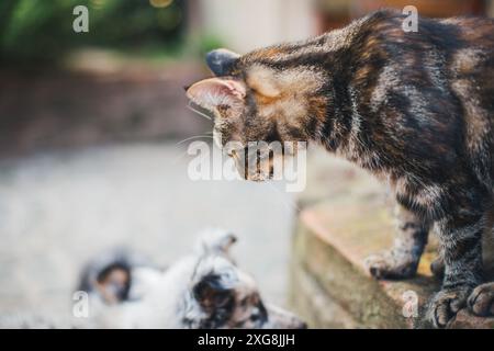 Katze im Garten Stockfoto