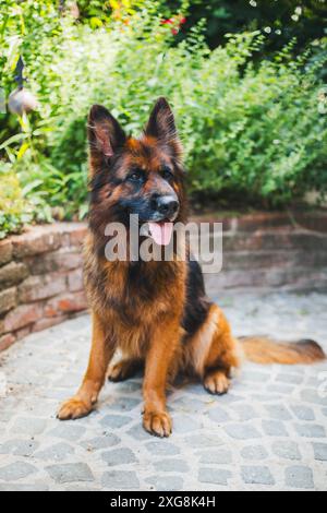 Gesattelter Deutscher Schäferhund Stockfoto