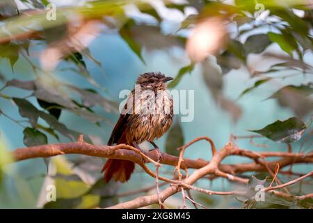 Gefleckte Palmendrossel Cichladusa guttata, kleiner zotteliger nasser Vogel, der auf einem Ast sitzt Stockfoto