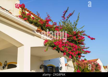 Bougainvillea fällt die Hauswand hinunter, mit ihren lebhaften Blüten und üppigen Blättern entsteht eine atemberaubende und dekorative Darstellung von Kletterweinen Stockfoto